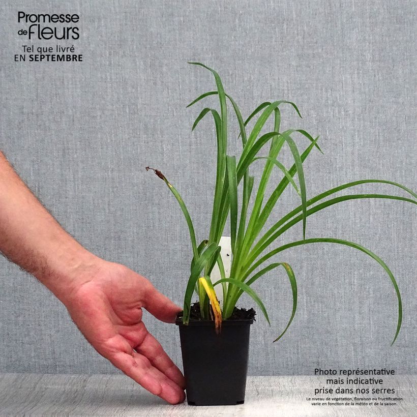 Ejemplar de Hemerocallis Pandora's Box Maceta de 8/9 cm entregado en verano