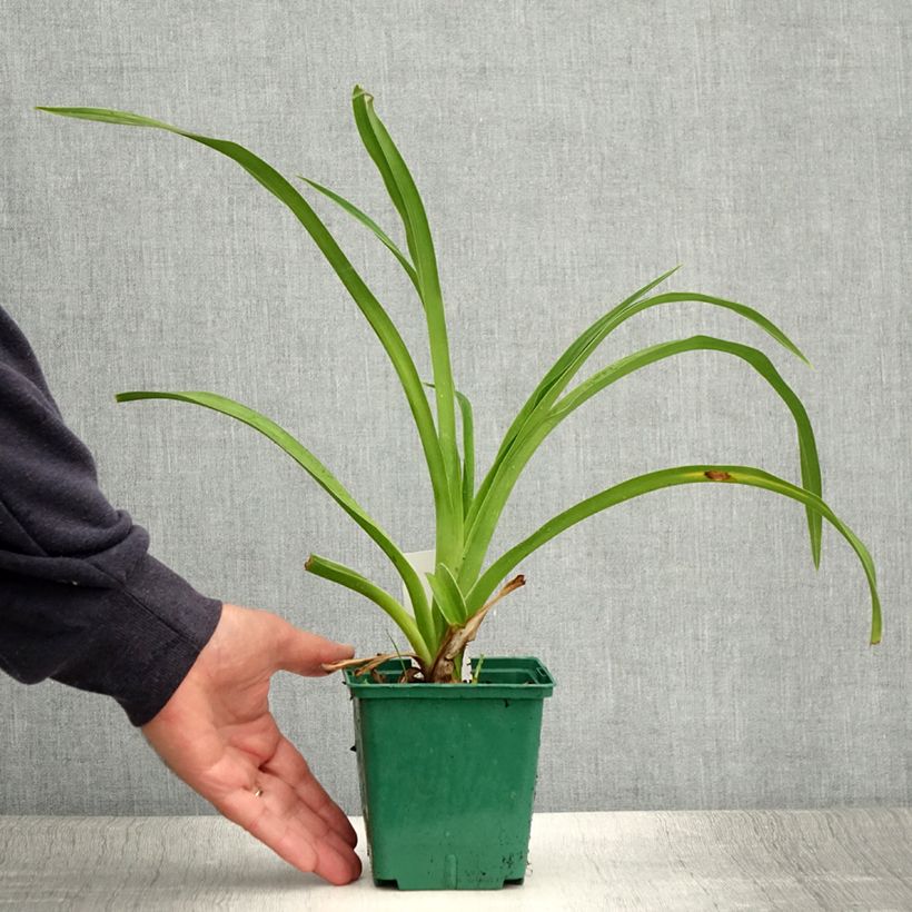 Ejemplar de Hemerocallis Pandora's Box Maceta 1L/1,5L entregado en verano