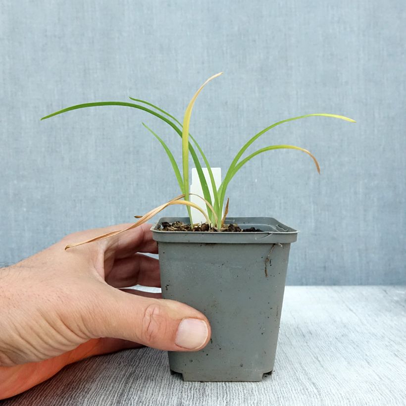 Ejemplar de Hemerocallis Prairie Blue Eyes Maceta de 8/9 cm entregado en otoño