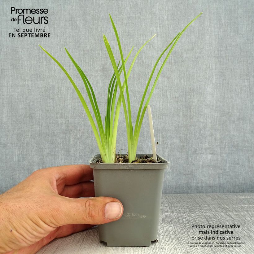 Ejemplar de Hemerocallis Prairie Blue Eyes Maceta 1L/1,5L entregado en verano