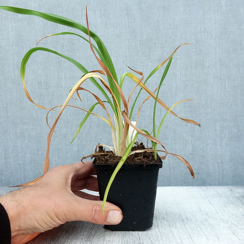 Ejemplar de Hemerocallis Red Rum Maceta de 8/9 cm entregado en otoño