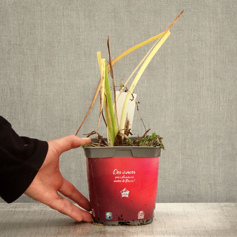 Ejemplar de Hemerocallis Red Rum Maceta 2L/3L entregado en otoño