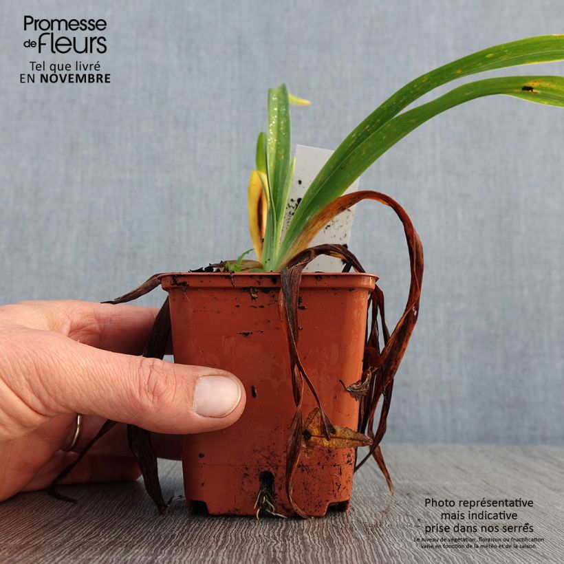 Ejemplar de Hemerocallis Roswitha Maceta de 8/9 cm entregado en otoño