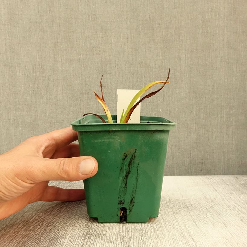 Ejemplar de Hemerocallis Roswitha Maceta 1,5L/2L entregado en otoño