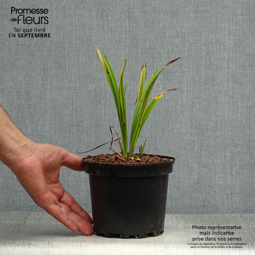 Ejemplar de Hemerocallis Rosy Returns Maceta 2L/3L entregado en otoño