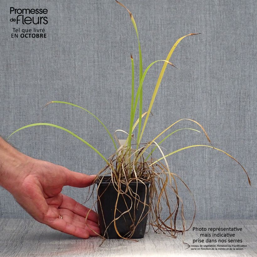 Ejemplar de Hemerocallis Sammy Russel Maceta de 8/9 cm entregado en otoño