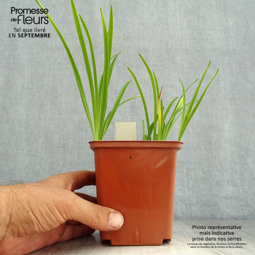 Ejemplar de Hemerocallis Siloam Double Classic Maceta 1L/1,5L entregado en verano