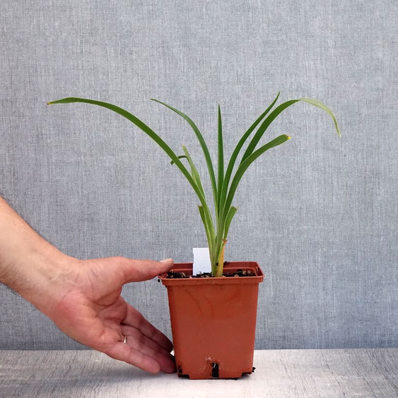Ejemplar de Hemerocallis Snowy Eyes Maceta 1L/1,5L entregado en verano