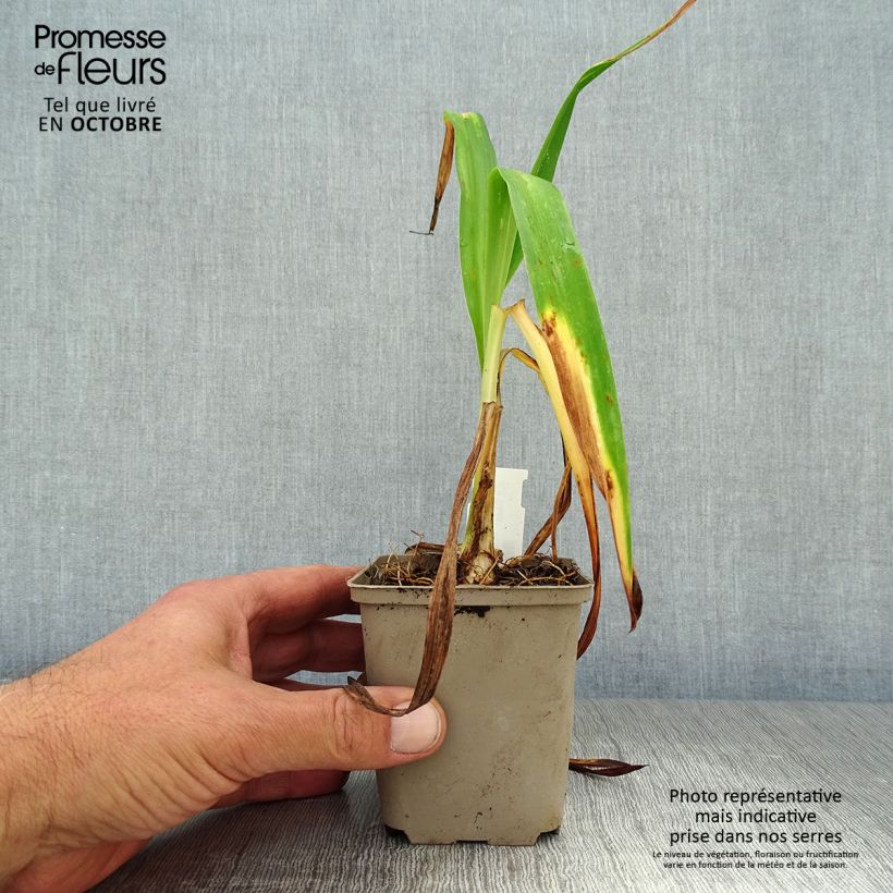 Ejemplar de Hemerocallis South Seas Maceta de 8/9 cm entregado en otoño