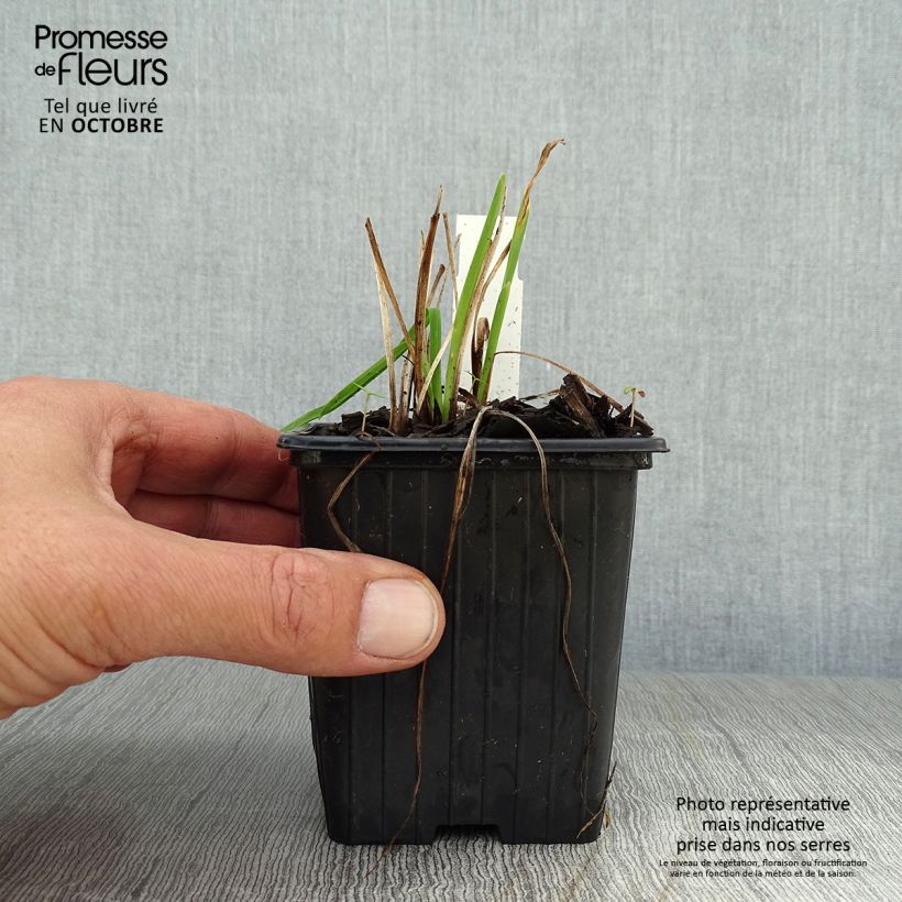 Ejemplar de Hemerocallis Stella de Oro Maceta de 8/9 cm entregado en otoño