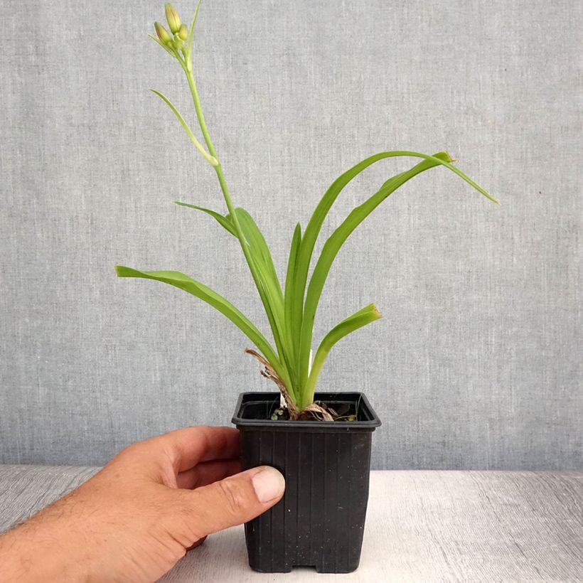 Ejemplar de Hemerocallis Sugar Candy Maceta de 8/9 cm entregado en verano