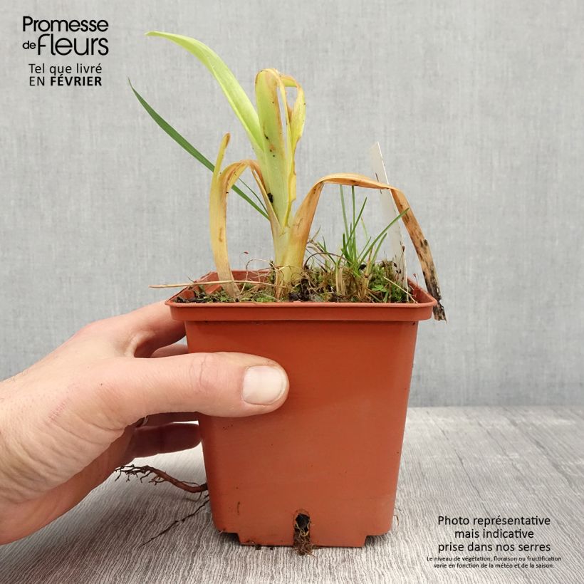 Hemerocallis Veins of Truth Maceta 1L/1,5L Ejemplar entregado en invierno
