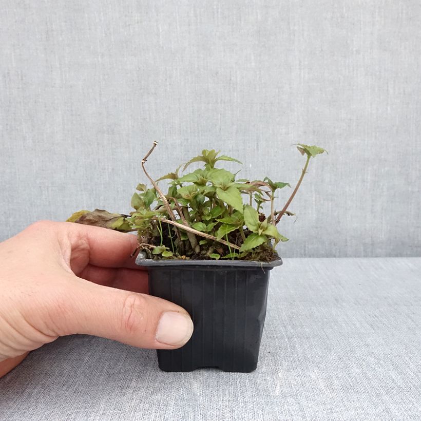 Hemiboea subcapitata Godet de 8/9 cm Ejemplar entregado en la primavera