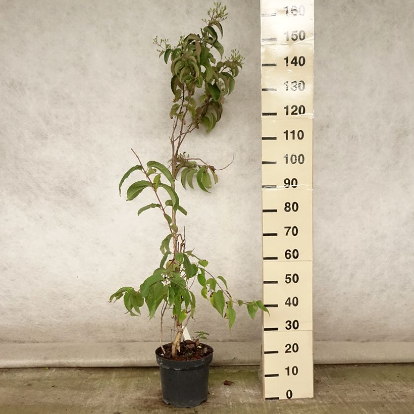 Ejemplar de Flor de siete hijos - Heptacodium miconioides Maceta 7,5L/10LAltura de entrega aprox. 80/100cm entregado en verano