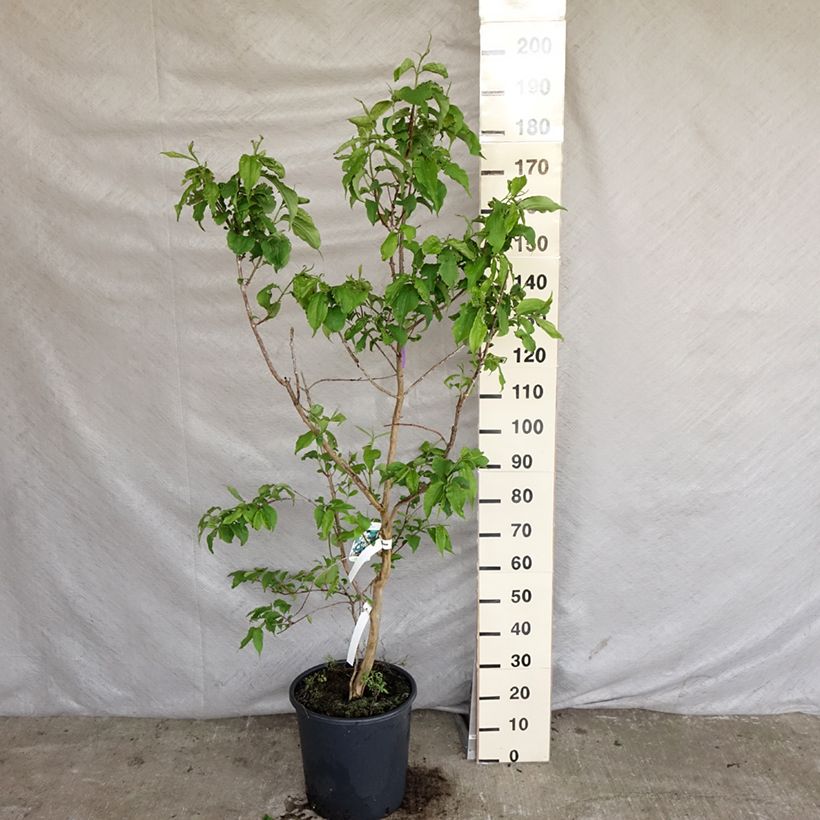 Flor de siete hijos - Heptacodium miconioides Maceta 20L/25LAltura de entrega aprox. 125/+cm Ejemplar entregado en la primavera