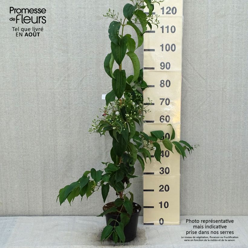 Ejemplar de Flor de siete hijos Temple of Bloom - Heptacodium miconioides Maceta 3L/4LAltura de entrega aprox. 60/80cm entregado en verano