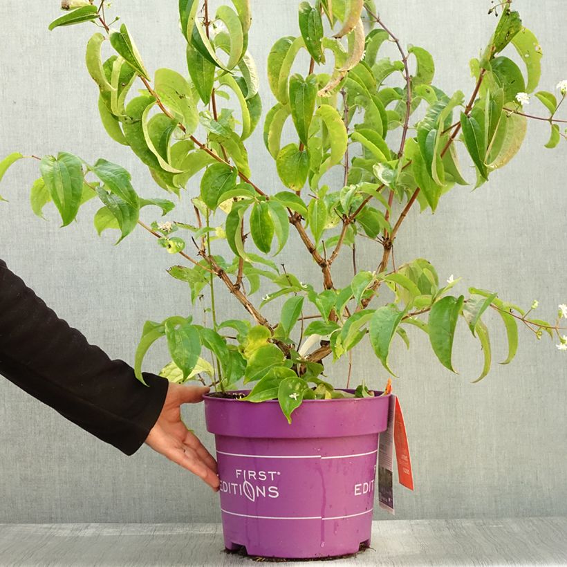 Ejemplar de Flor de siete hijos Tianshan -Heptacodium miconioides Maceta 7,5L/10L entregado en otoño