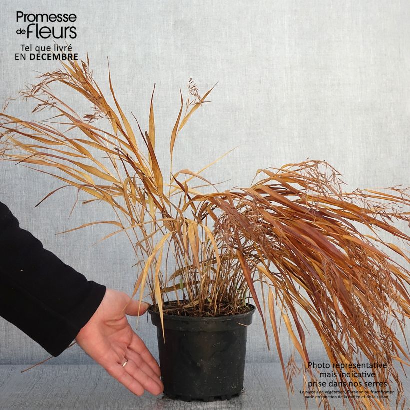 Ejemplar de Hakonechloa macra Albostriata Maceta 2L/3L entregado en otoño