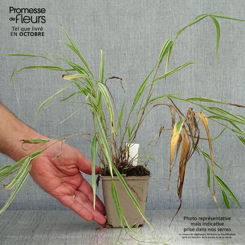Ejemplar de Hakonechloa macra Albostriata Maceta de 8/9 cm entregado en otoño