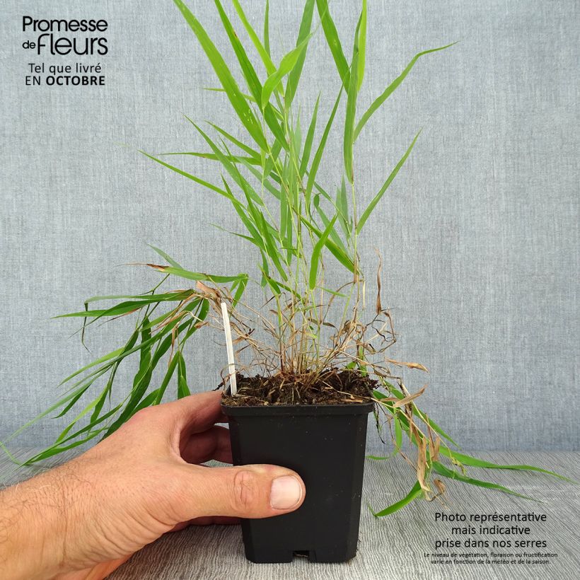 Ejemplar de Hakonechloa macra - Hierba de Hakone Maceta de 8/9 cm entregado en otoño
