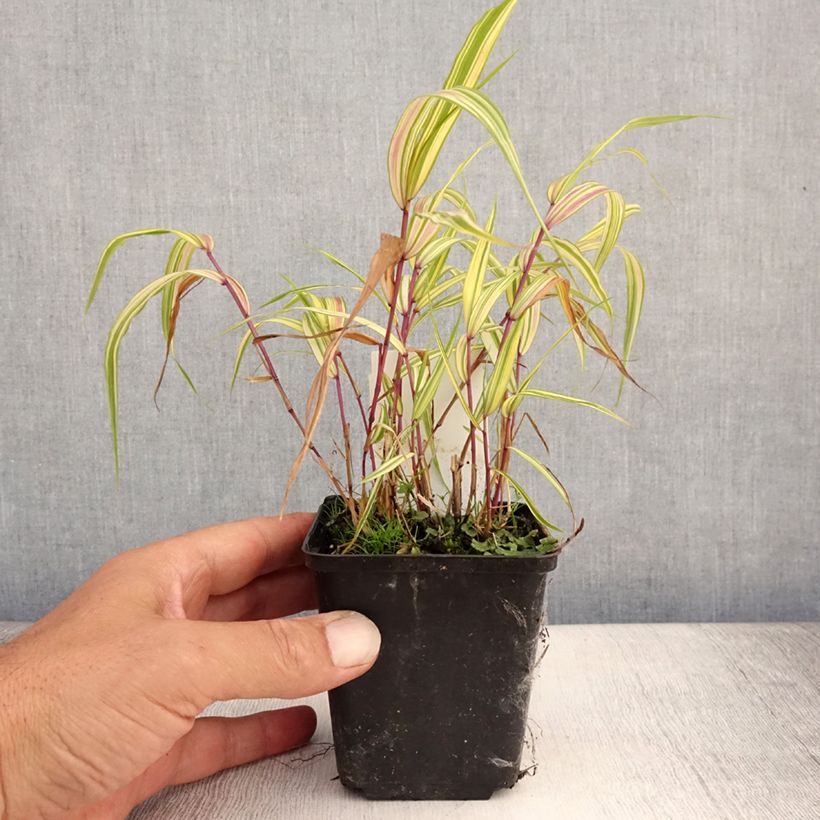 Ejemplar de Hakonechloa macra Naomi Maceta de 8/9 cm entregado en verano