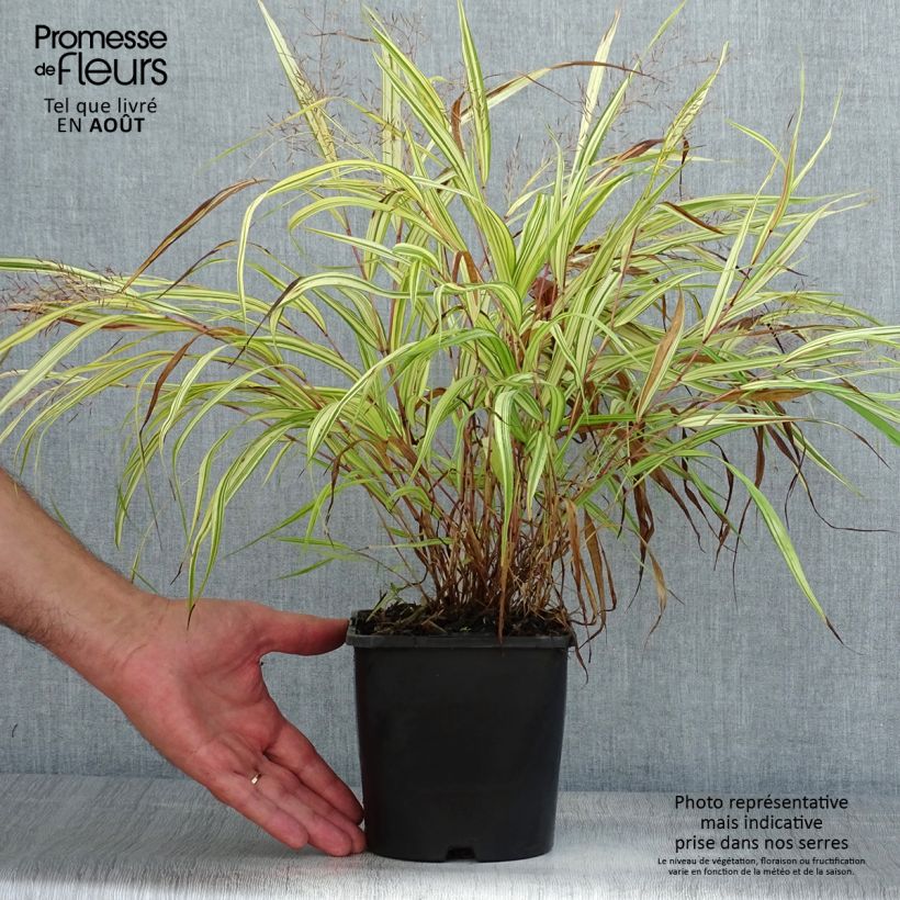 Ejemplar de Hakonechloa macra Naomi Maceta 2L/3L entregado en verano