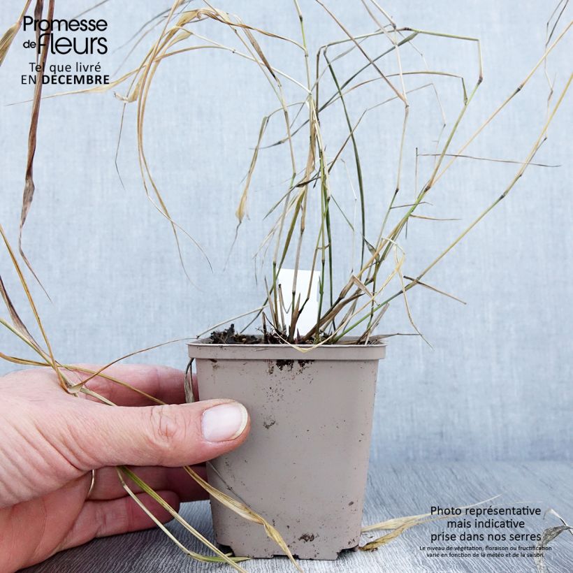Ejemplar de Hakonechloa macra Nicolas Maceta de 8/9 cm entregado en otoño