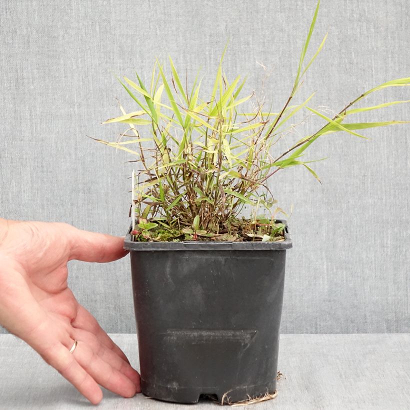 Ejemplar de Hakonechloa macra Nicolas Maceta 2L/3L entregado en verano