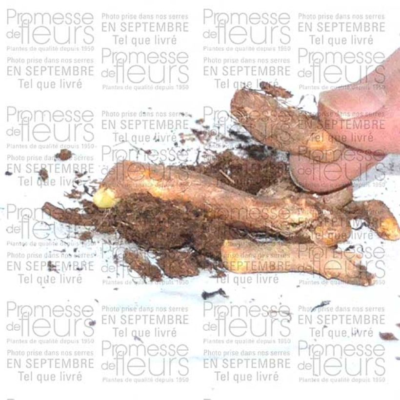 Ejemplo de ejemplar de Iris tuberosus - Lirio de Cuaresma Bulbo tal y como se entrega