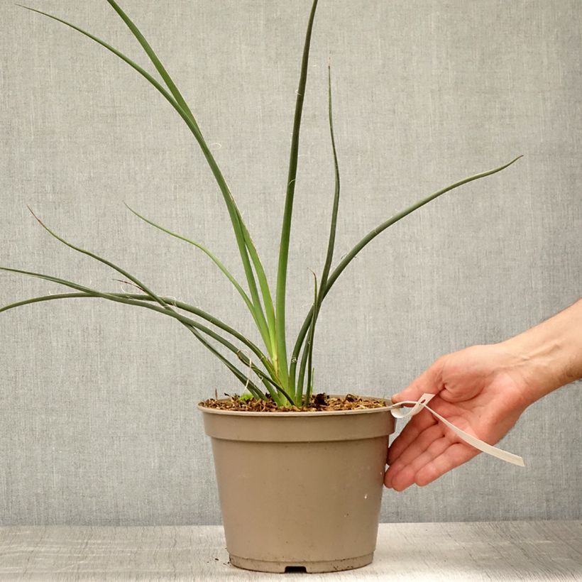 Ejemplar de Hesperaloe parviflora Rubra - Yuca Roja Maceta 2L/3L entregado en verano