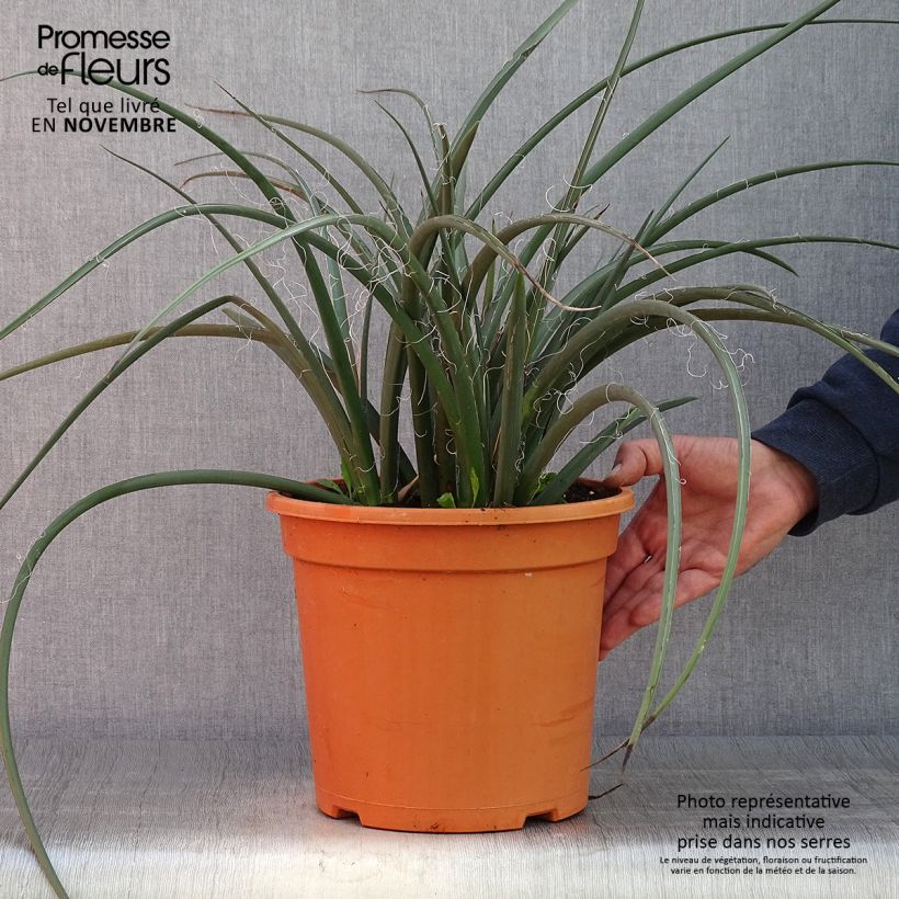 Ejemplar de Hesperaloe parviflora - Yuca Roja Maceta 7,5L/10L entregado en otoño