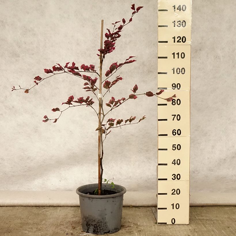 Ejemplar de Haya común Purpurea Tricolor - Fagus sylvatica Maceta 6L/7LAltura de entrega aprox. 80/100cm entregado en verano