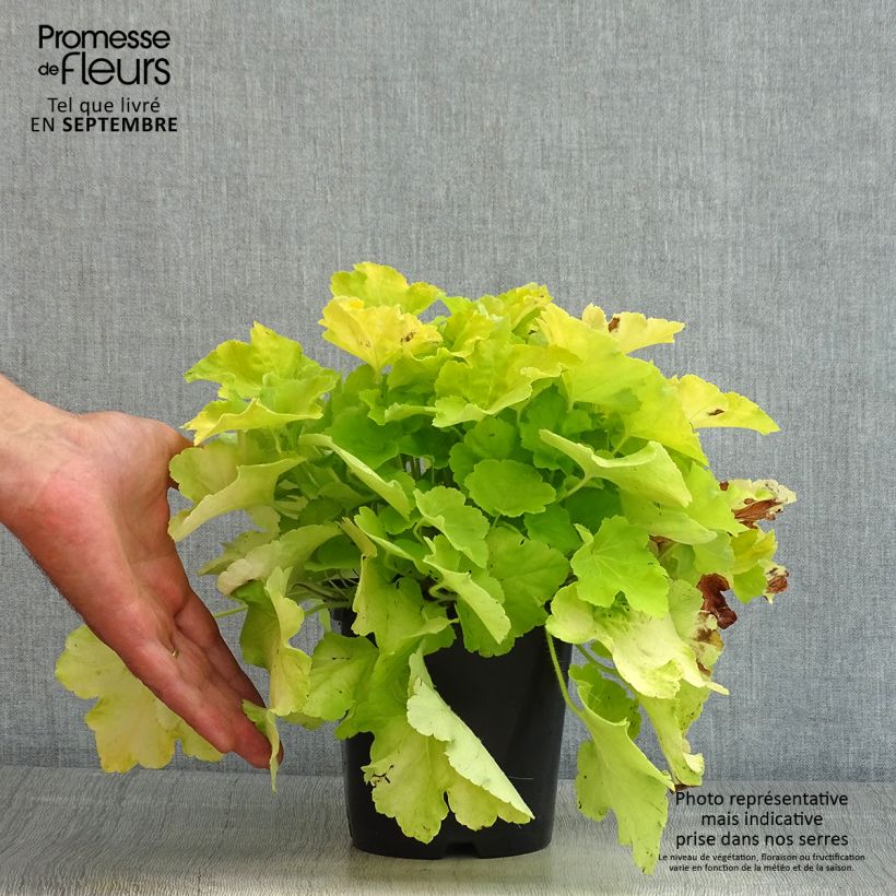 Ejemplar de Heuchera Citronelle Maceta 1,5L/2L entregado en verano
