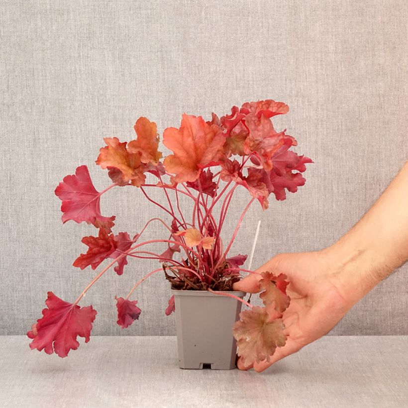 Ejemplar de Heuchera Coral Sea Maceta de 8/9 cm entregado en verano