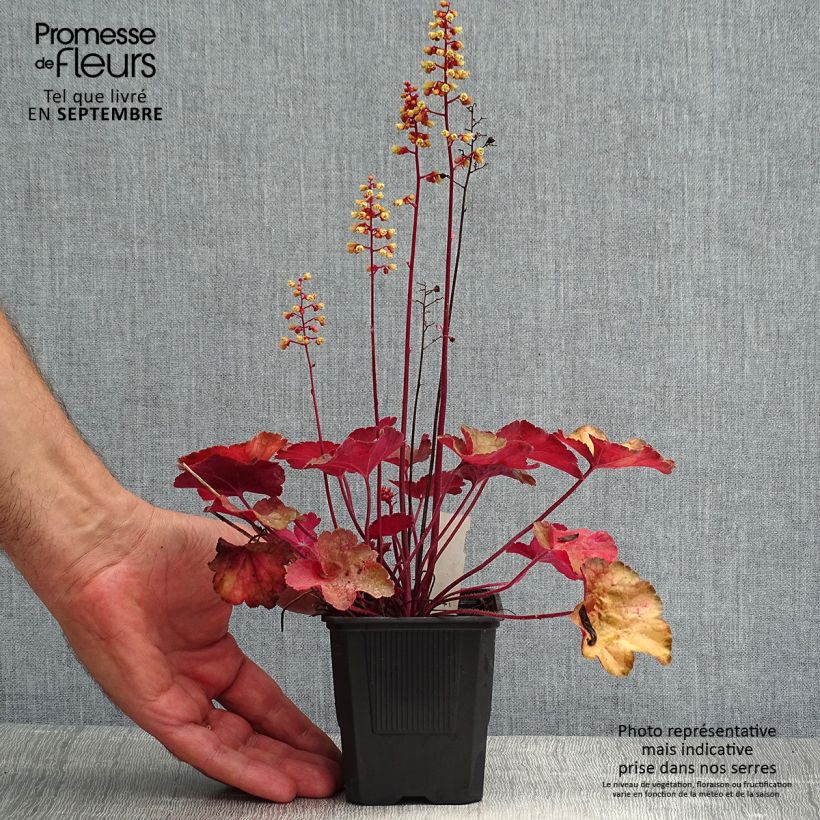 Ejemplar de Heuchera Little Cutie Blondie Maceta de 8/9 cm entregado en verano