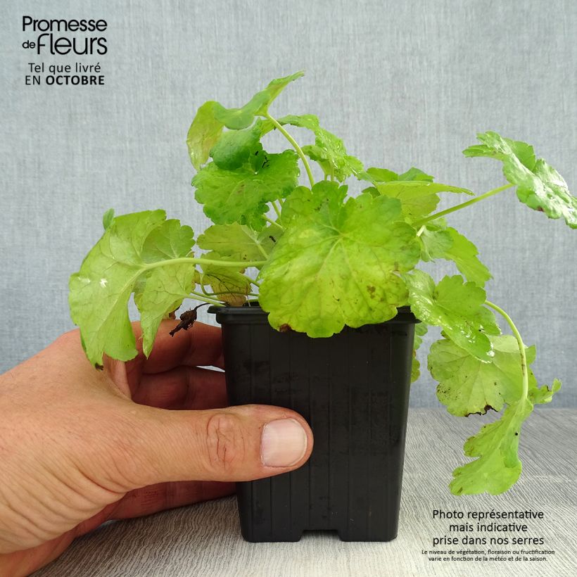 Ejemplar de Heuchera Little Cuties Sweet Tart Maceta de 8/9 cm entregado en otoño