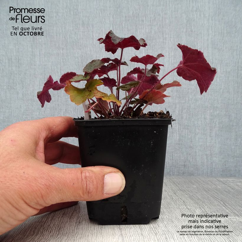 Ejemplar de Heuchera micrantha var.diversifolia Palace Purple Maceta de 7/8 cm entregado en otoño