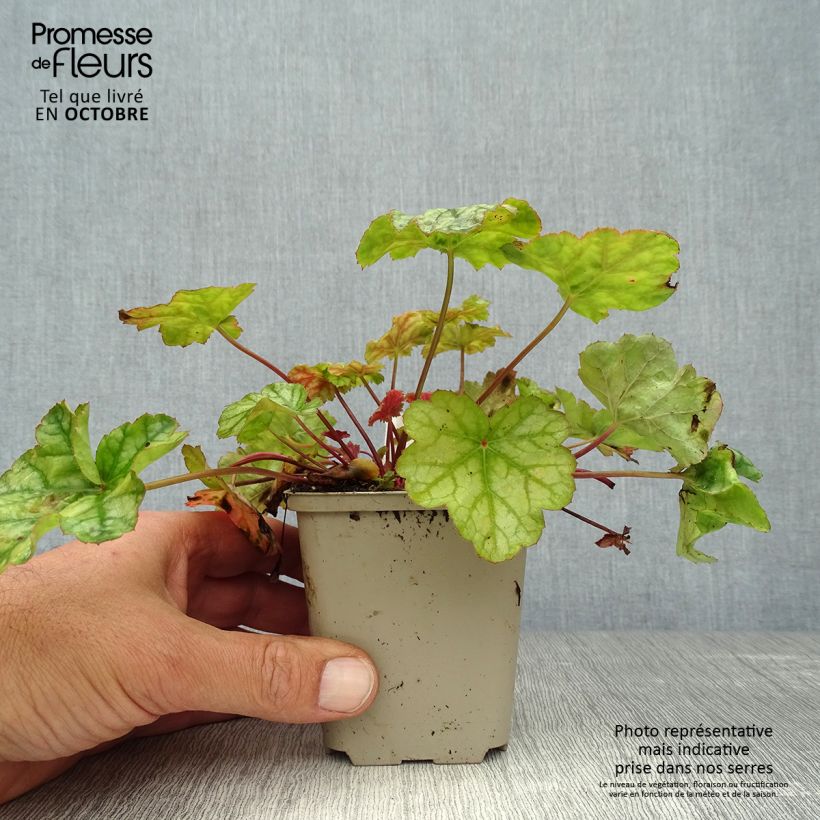 Ejemplar de Heuchera Mint Frost Maceta de 8/9 cm entregado en otoño