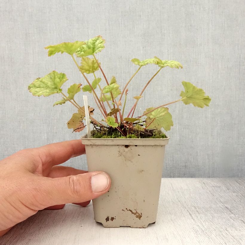 Ejemplar de Heuchera Mint Frost Maceta de 8/9 cm entregado en verano