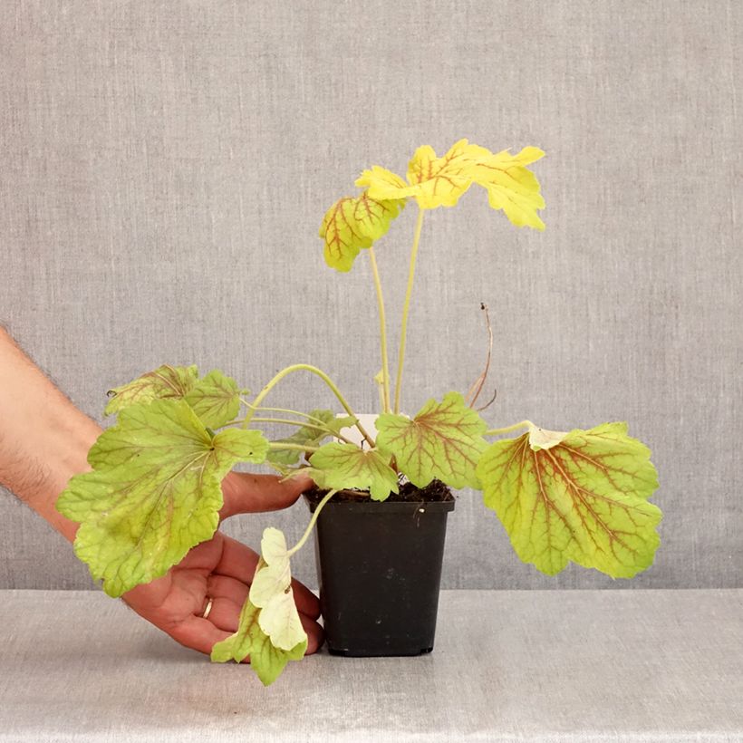 Ejemplar de Heuchera Red Lightning Maceta de 8/9 cm entregado en verano