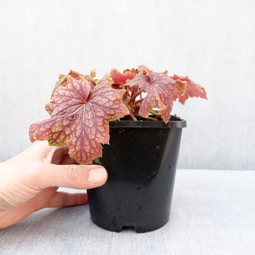 Heuchera Red Lightning Maceta 1,5L/2L Ejemplar entregado en invierno