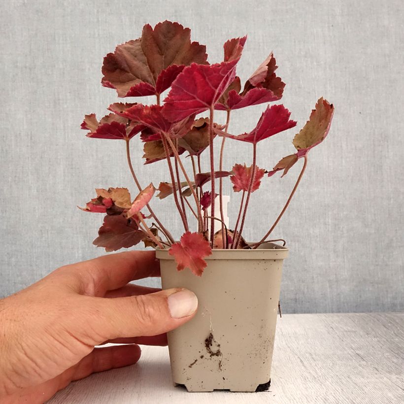 Ejemplar de Heuchera XXL Maceta de 8/9 cm entregado en verano