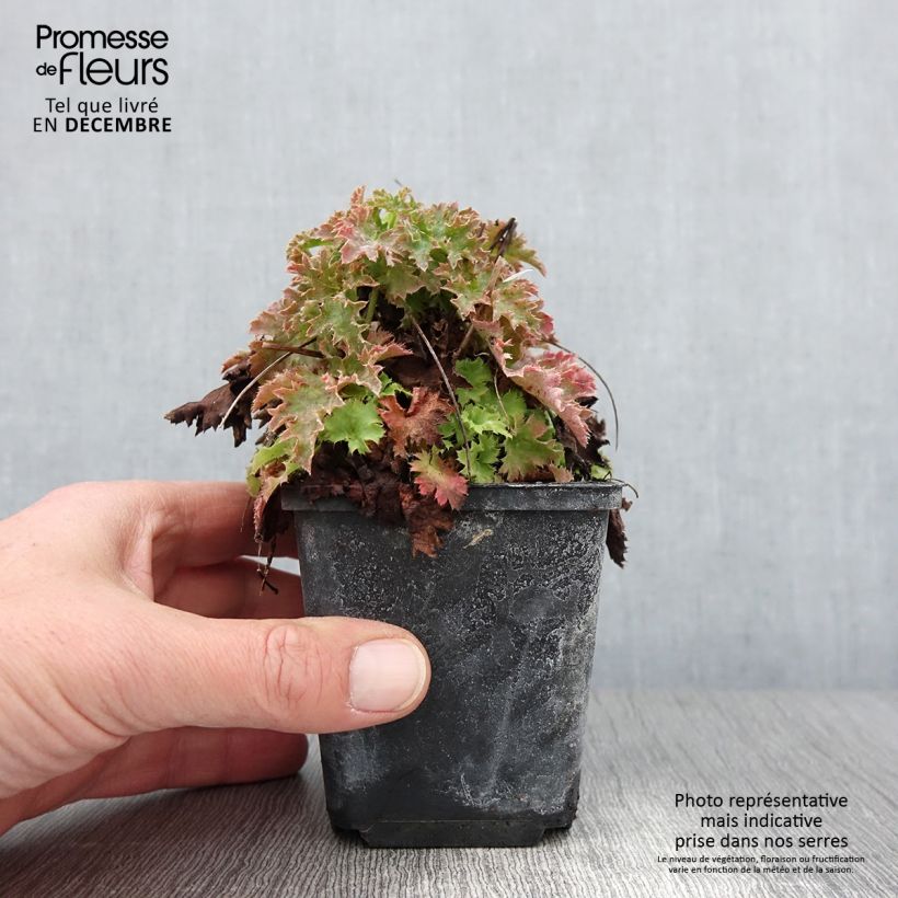 Ejemplar de Heuchera Apple Crisp Maceta de 8/9 cm entregado en otoño