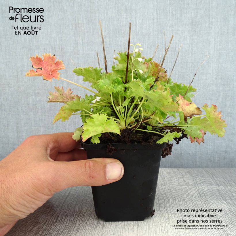 Ejemplar de Heuchera Apple Crisp Maceta de 8/9 cm entregado en verano