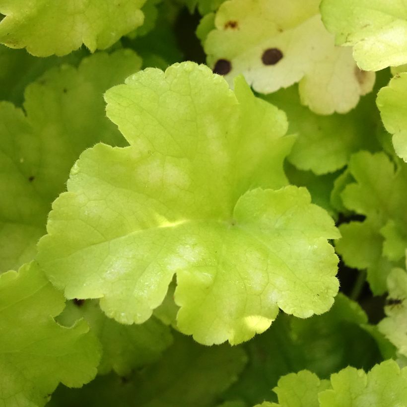 Heuchera Apple Twist (Follaje)