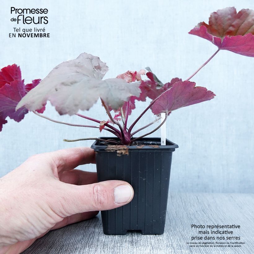 Ejemplar de Heuchera Bloody Dinosaur Maceta de 8/9 cm entregado en otoño