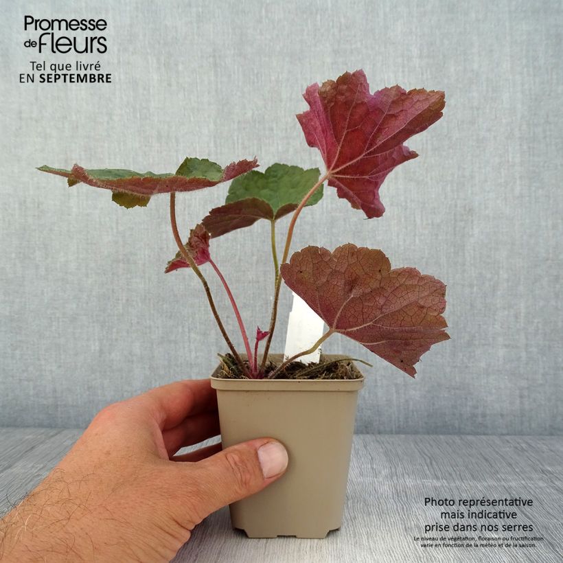 Ejemplar de Heuchera Brownies Maceta de 8/9 cm entregado en verano