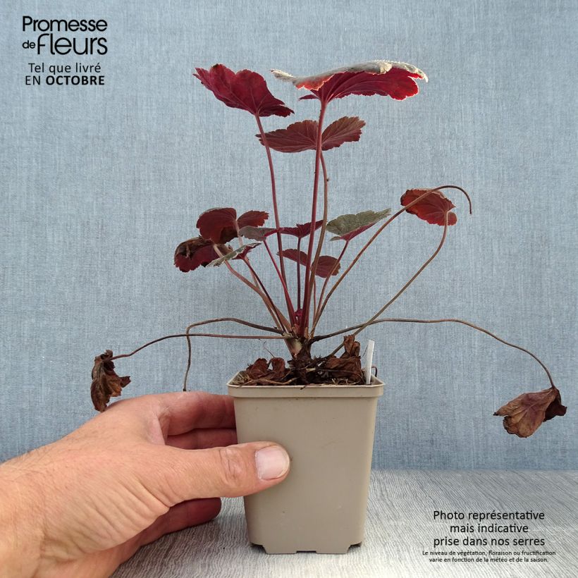 Ejemplar de Coralito Dark Magic entregado en otoño