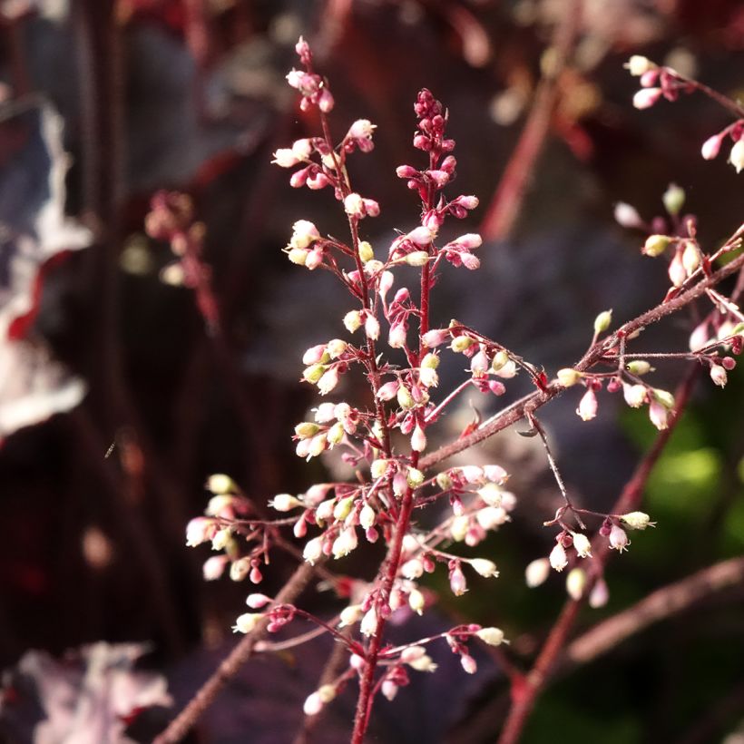 Heuchera Frosted Violet (Floración)