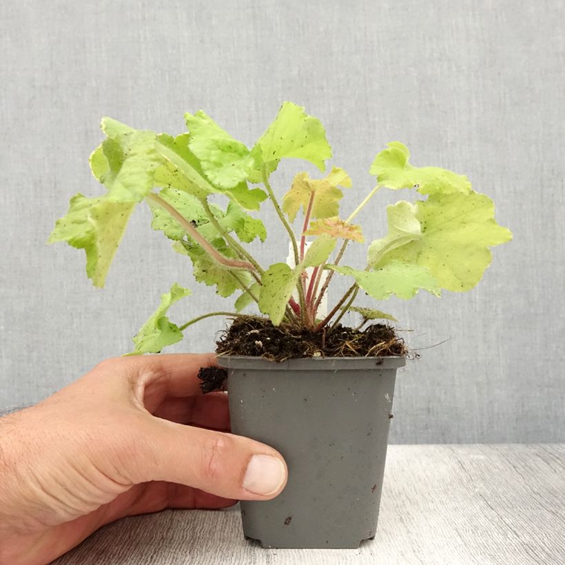 Ejemplar de Heuchera Guacamole Maceta de 8/9 cm entregado en verano